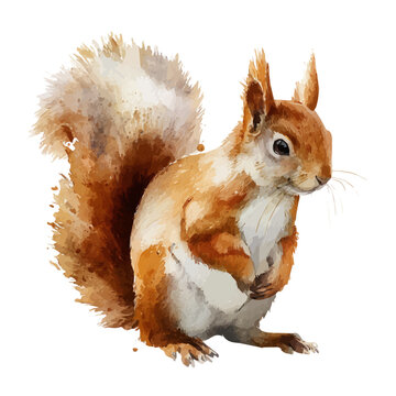 Squirrel watercolor vector illustration, high-quality artwork isolated on a pure white background.