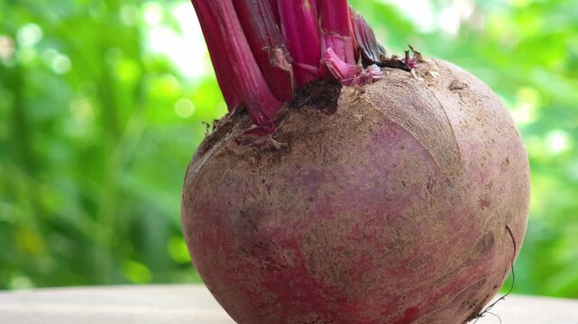 fresh beetroot on wooden background