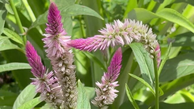 Close-up of a bee-like insect searching for nectar on a pink cockscomb wildflower. Detailed macro nature scene featuring pollination, vibrant petals, and beneficial insect activity.