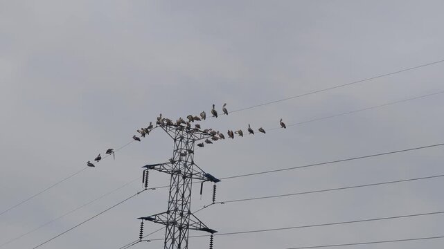 A flock of birds perched on an electric pole.