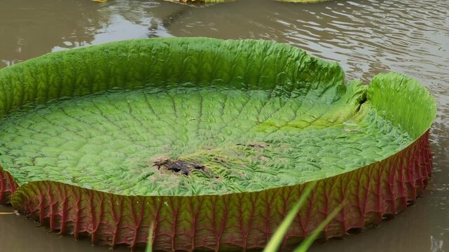 Victoria lotus leaf texture, Giant amazon water lily on pond surface.close up