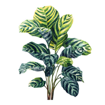 Zebra Plant watercolor vector, hand-painted style, high-quality illustration isolated on white background.