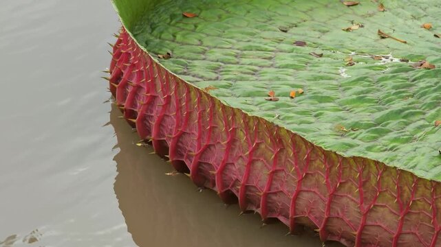 Victoria lotus leaf texture, Giant amazon water lily on pond surface.close up