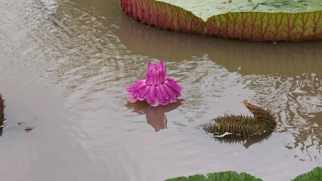 Victoria lotus leaf texture, Giant amazon water lily on pond surface.close up