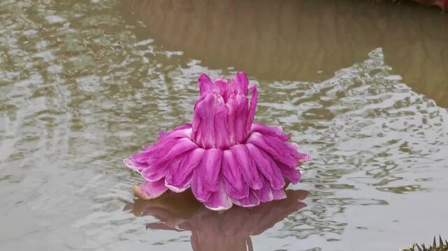 Victoria lotus leaf texture, Giant amazon water lily on pond surface.close up