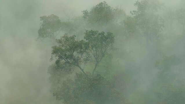 Breathtaking drone aerial of a mist-covered forest landscape. Forests improve air quality, protect biodiversity, and balance the climate, making them essential to life on Earth. Thailand.
