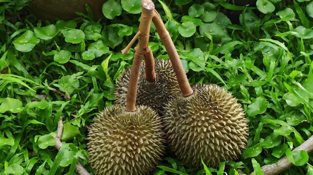 Tropical durian fruits with green leaf outdoor sunny background