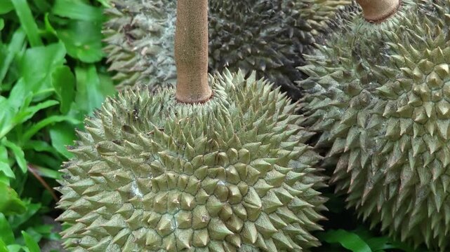 Tropical durian fruits with green leaf outdoor sunny background