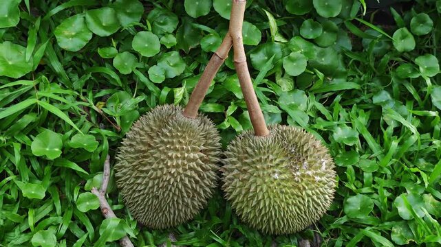 Tropical durian fruits with green leaf outdoor sunny background