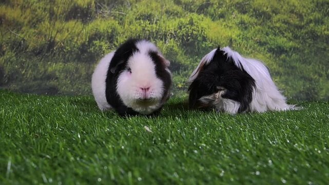 meerschweinchen tier natur nager sch&uuml;tteln