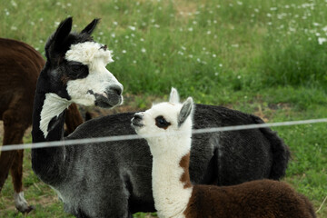alpaka tier natur lama familie © fotorena.de