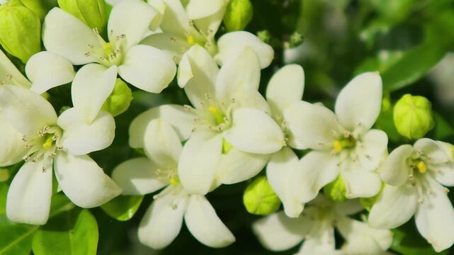 Murraya paniculata, orange jasmine with green leaves background

