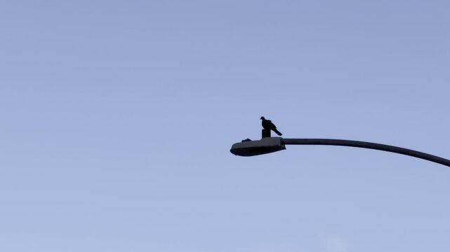 Two birds on a street lamp. Honolulu, Oahu, Hawaii. The zebra dove (Geopelia striata), also known as the barred ground dove, or barred dove