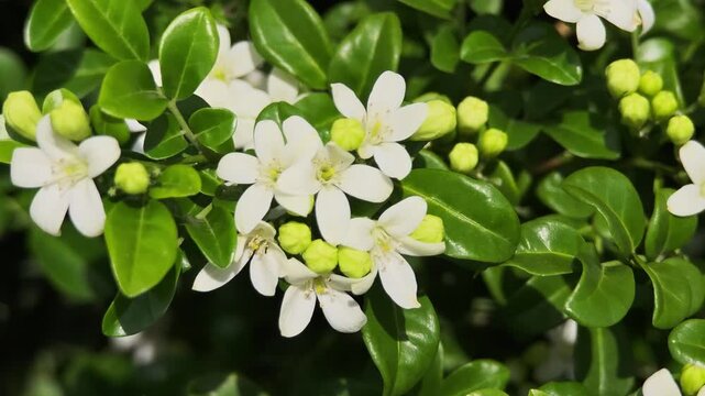 Murraya paniculata, orange jasmine with green leaves background
