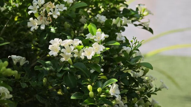 Murraya paniculata, orange jasmine with green leaves background
