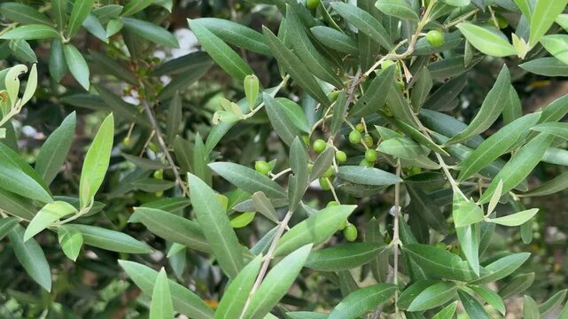 Olive Tree Branch with Young Unripe Green Olives Growing Among Silver Green Leaves