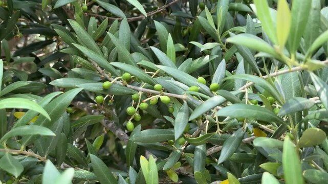 Olive Tree Branch with Young Unripe Green Olives Growing Among Silver Green Leaves