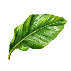 Plantain Leaf watercolor drawing vector, premium quality illustration on a clean white background. © Cooper