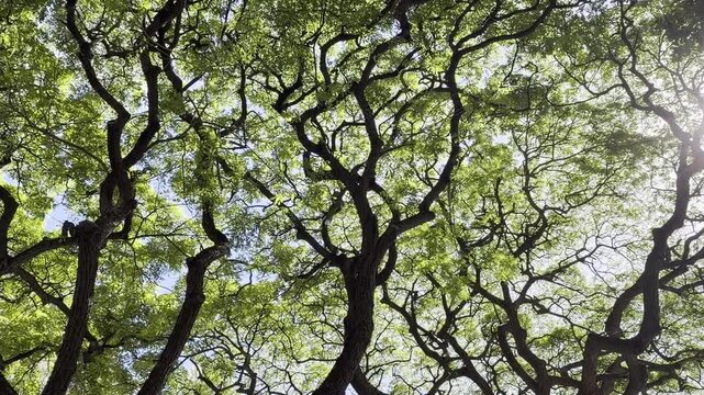 Samanea saman is a semi-deciduous species of flowering tree in the pea family, Fabaceae.  saman, rain tree and monkeypod, Chankiri Tree. Honolulu, Oahu, Hawaii.  