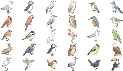 Wild bird species illustration set featuring seagull puffin heron owl hummingbird cardinal parrot flamingo pelican eagle and toucan isolated on white background © MeheDi