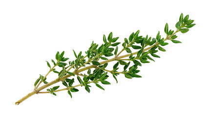 Fresh green thyme sprig with tiny leaves, isolated on transparent background © MDMizanur