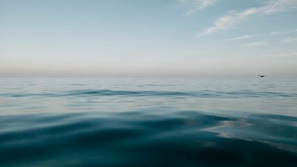 Fototapeta premium Seabird gliding low over glassy deep blue water – Suitable for quiet solitude, cruise line marketing, or environmental protection ads.