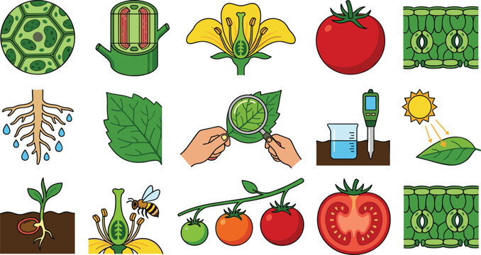 Tomato Plant Biology and Botanical Development Icon Set with Cellular Structure, Photosynthesis, Pollination, Root System, and Fruit Growth Stages