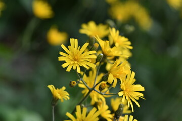Obraz premium Żółte kwiaty jastrzębca (Hieracium sp.)