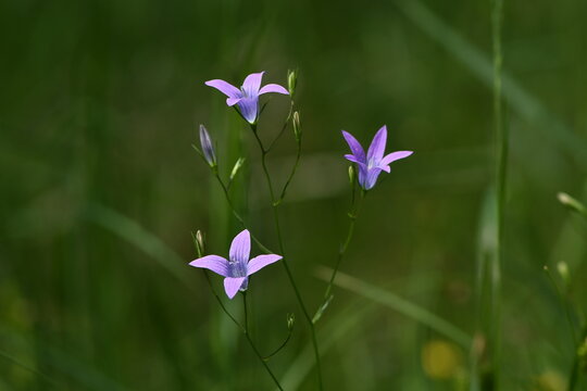 Drobne fioletowe kwiaty leśnego dzwonka rozpierzchłego (Campanula patula)