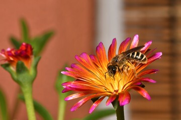 Samica pszczoły smuklika wielkiego (Halictus quadricinctus) na kwiatku słonecznicy (Delosperma sp.) © Lancan