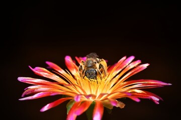 Samica pszczoły smuklika wielkiego (Halictus quadricinctus) na kwiatku słonecznicy (Delosperma sp.) na ciemnym tle © Lancan