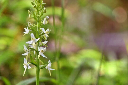 Leśna orchidea o drobnych białych kwiatach podkolan biały (Platanthera bifolia)