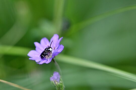 Pszczoła samotka malin&oacute;wka (Hylaeus cf. confusus) na bodziszku - samiec
