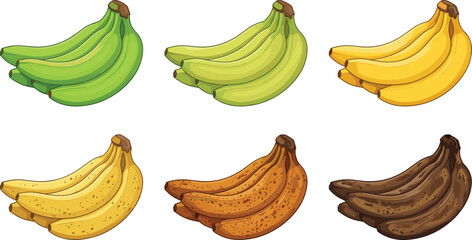 Banana ripening stages vector collection featuring green unripe yellow ripe speckled overripe and brown rotten fruit bunches isolated on white background © MeheDi