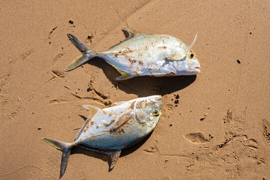 Top view of two freshly caught trevally fish on a sandy beach
