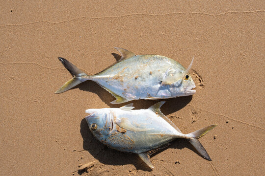 Top view of two freshly caught trevally fish on a sandy beach