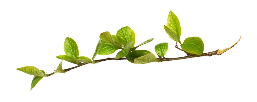 Fresh twig with green leaves of cotoneaster isolated on white or transparent background