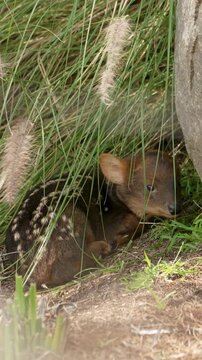 Southern pudu mother with its small spotted fawn standing on the ground near a wooden fence