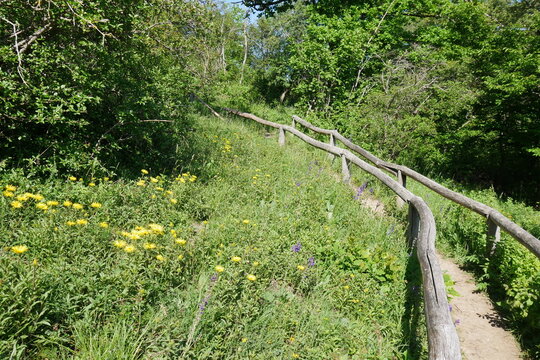 Wanderweg mit Gel&auml;nder durch Blumenwiese im Naturschutzgebiet