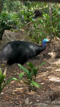 Southern cassowary bird walking through its natural rainforest habitat on a sunny day