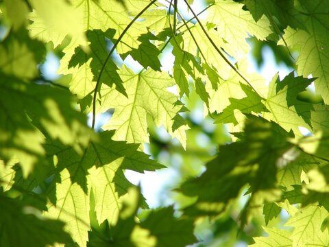 Lush green maple leaves on a tree illuminated by bright daylight.