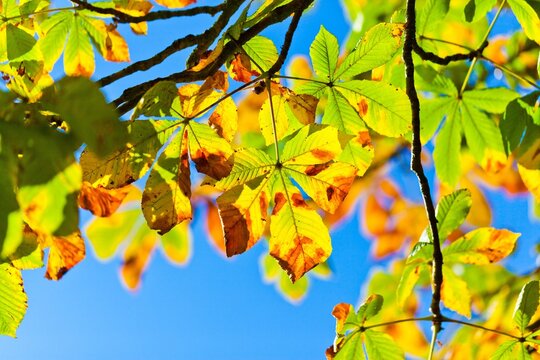 Colorful horse chestnut leaves on tree branches against sunny blue sky.