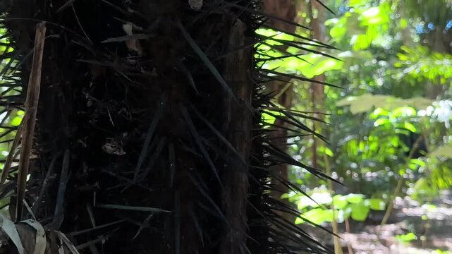 Close Up of Spiky Palm Tree Trunk Covered in Sharp Thorns in Pampas del Yacuma Bolivia Jungle