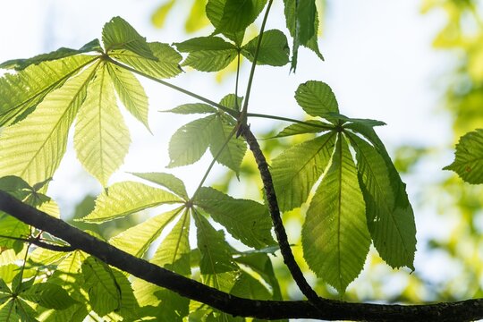 Sunlit green leaves on a tree branch during spring or summer.