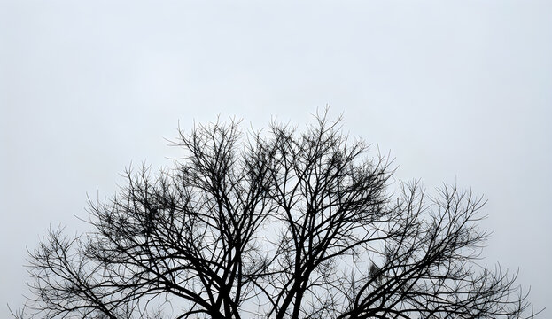 Bare tree branches against a cloudy sky