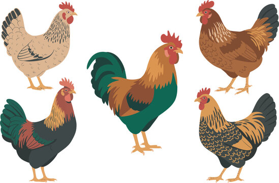 Chicken, birds collection featuring domestic hens, roosters, chicks, and poultry characters in charming cartoon vector illustration style isolated on a white background ideal for farm, agriculture, 
