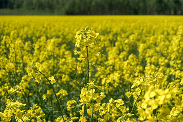 Obraz premium Blooming rapeseed field stretching across the countryside with vibrant yellow flowers and distant forest backdrop. Agricultural production, renewable crops, rural landscapes and seasonal growth