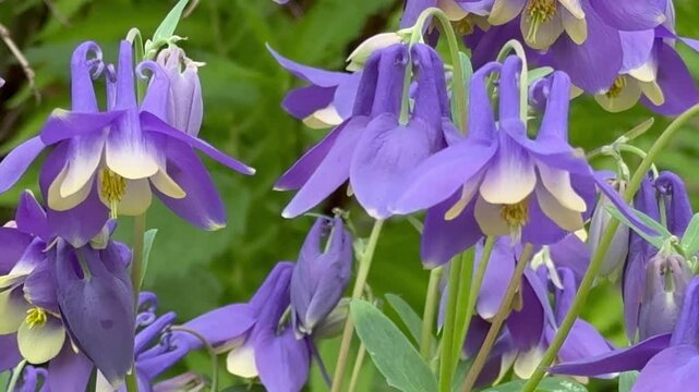 Video of popular perennial decorative flowers columbine. Blue aquilegia flowers on  summer day in garden flowerbed (Lat. Aquilegia vulgaris). Floriculture as a hobby. Sound of garden birds chirping