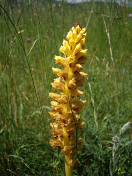 Yellow Broomrape Plant in Grassland