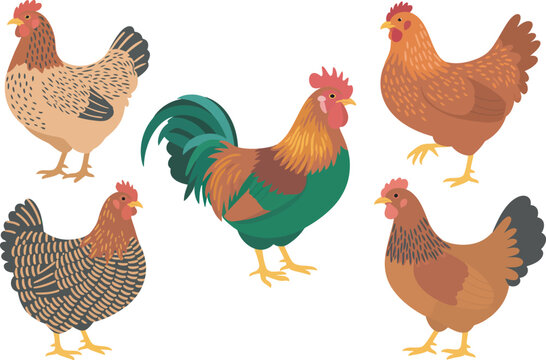 Poultry, vector illustration set including chickens, baby chicks, hens, and roosters with friendly cartoon appearances and clean outlines suitable for children's books, farming graphics, 